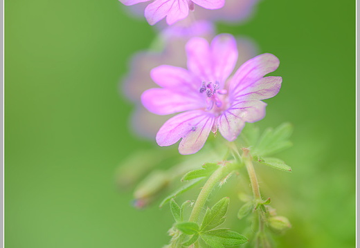 Storchschnabel (Geranium sp)
