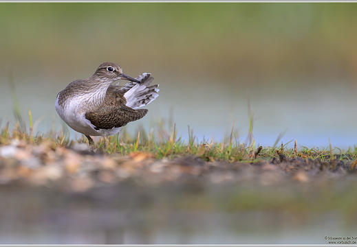 Flussuferläufer (Actitis hypoleucos)