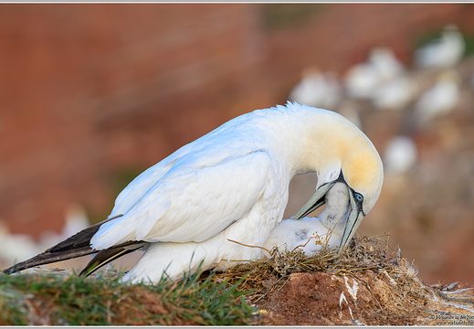 Basstoelpel (Sula bassana)
