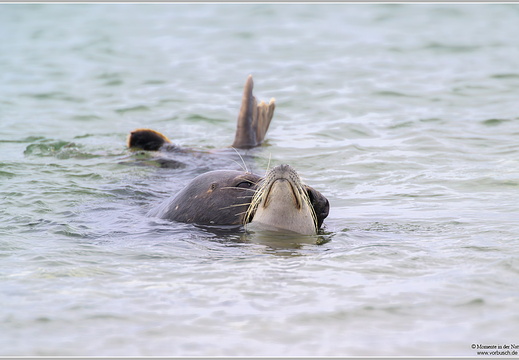 Kegelrobbe (Halichoerus grypus)