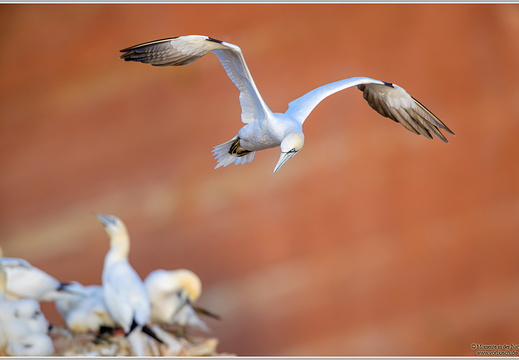 Basstoelpel (Sula bassana)