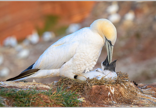 Basstoelpel (Sula bassana)