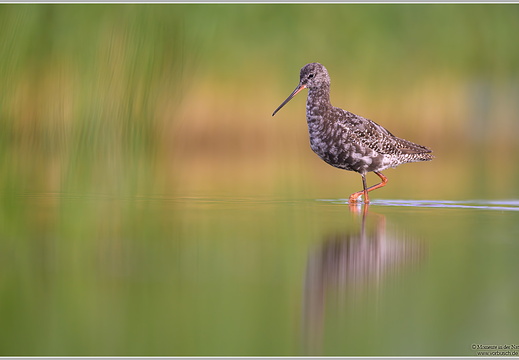 Dunkelwasserläufer-(Tringa-erythropus)