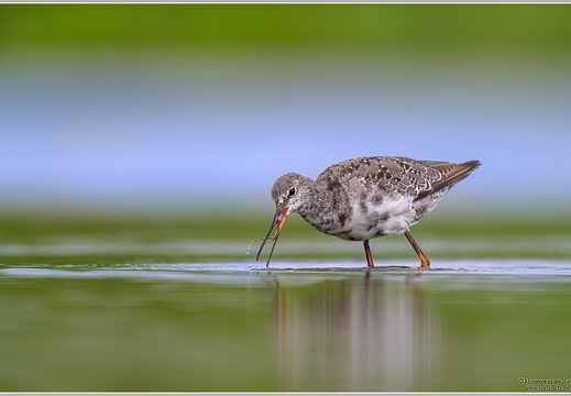 Dunkelwasserläufer (Tringa erythropus)