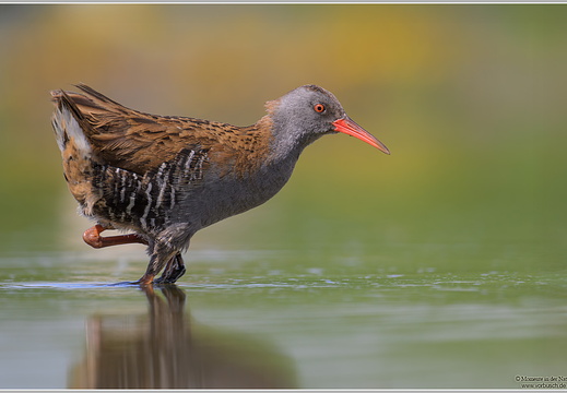 Wasserralle (Rallus aquaticus)