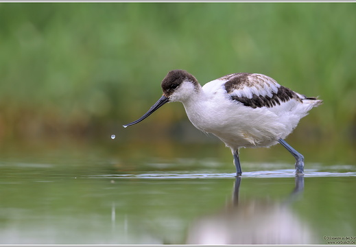 Säbelschnäbler (Recurvirostra avosetta)