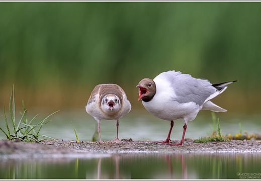 Lachmöwe (Larus ridibundus)