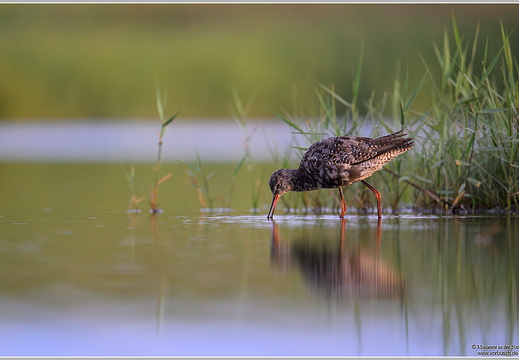 Dunkelwasserläufer (Tringa erythropus)