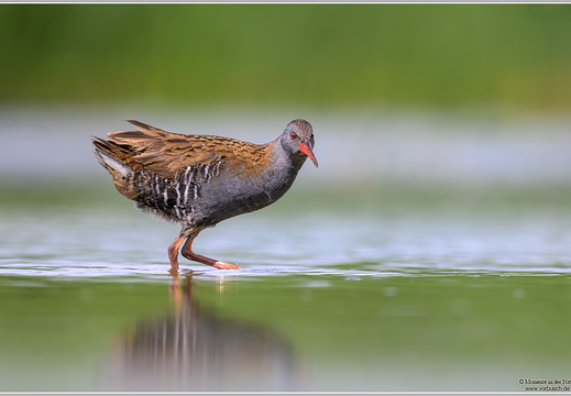 Wasserralle (Rallus aquaticus)