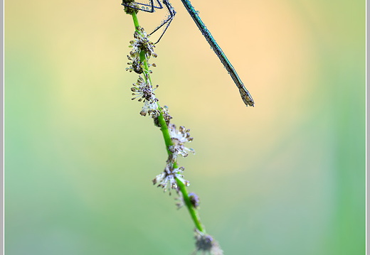 Gebänderte-Prachtlibelle (Calopteryx splendens)
