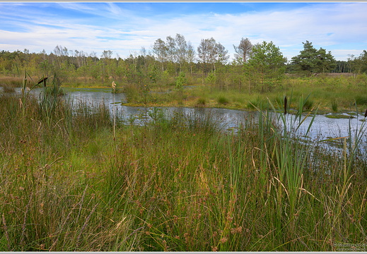Lüneburger Heide Pietzmoor