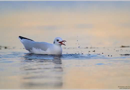 Lachmöwe (Larus ridibundus)