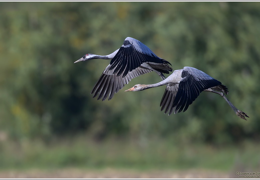 Grauer Kranich-(Grus grus)