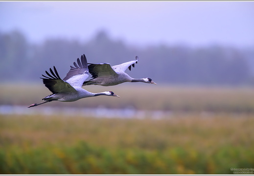 Grauer-Kranich (Grus grus)