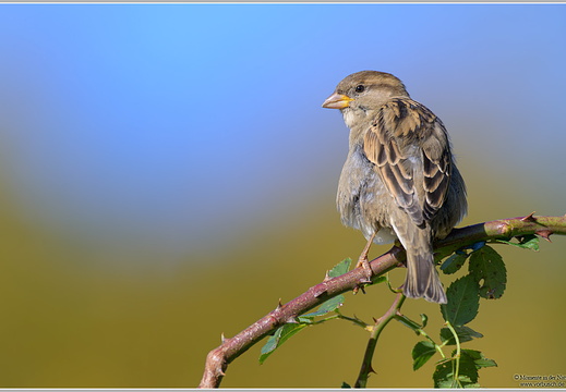 Haussperlig (Passer domesticus)