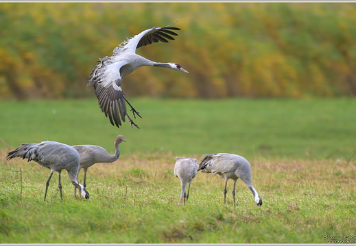 Grauer Kranich (Grus grus)