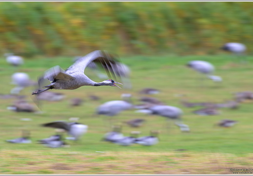 Grauer Kranich (Grus grus)