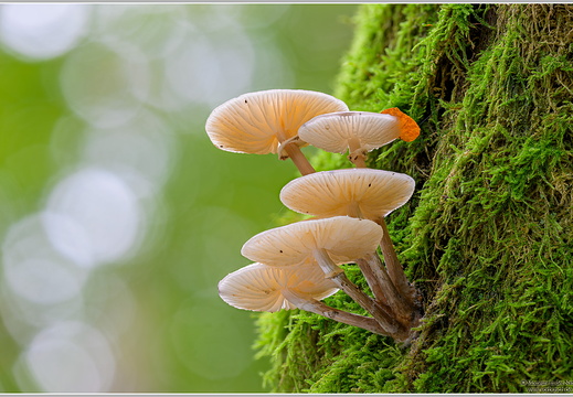 Buchenschleimrübling (Oudemansiella mucida)