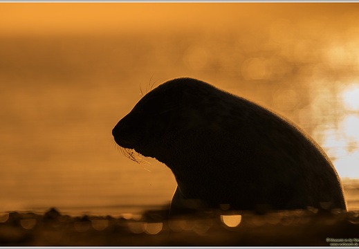 Kegelrobbe (Halichoerus grypus)