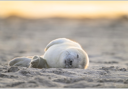 Kegelrobbe (Halichoerus grypus)