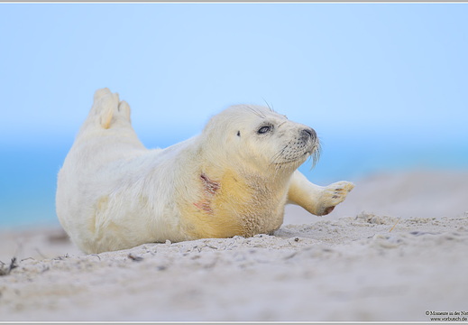 Kegelrobbe (Halichoerus grypus)