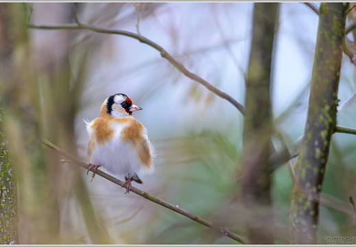 Stieglitz Distelfink (Carduelis carduelis)