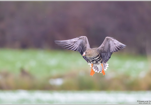 Blässgans (Anser albifrons)