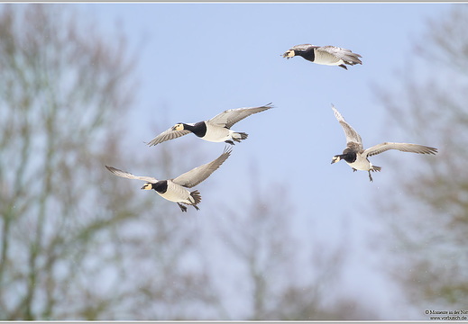 Weisswangengans (Branta leucopsis)