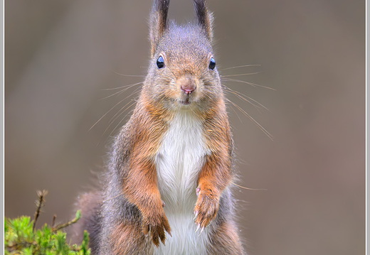 Eichhörnchen (Sciurus vulgaris)