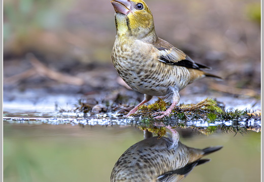 Kernbeisser (Coccothraustes coccothraustes)