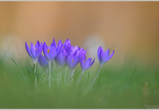 Krokus (Crocus sp)