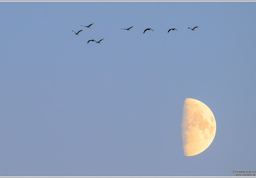 Grauer Kranich (Grus grus)