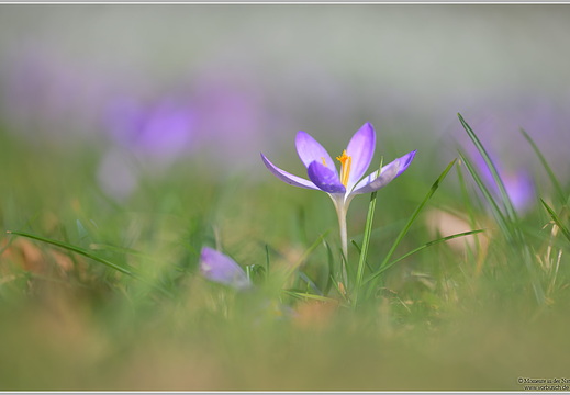 Krokus (Crocus sp)
