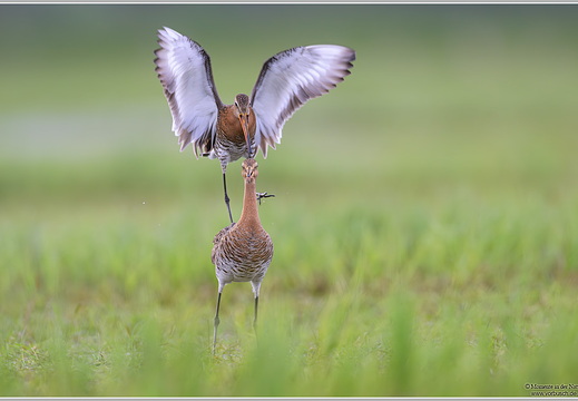 Uferschnepfe (Limosa limosa)