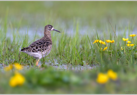 Kampfläufer (Calidris pugnax)