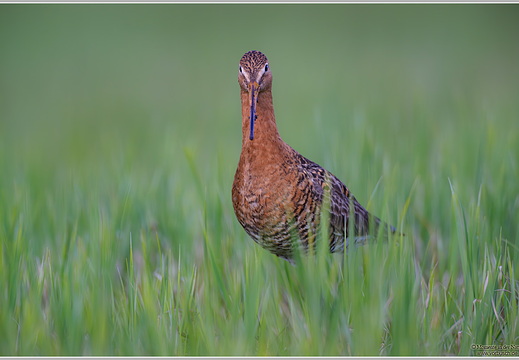 Uferschnepfe (Limosa limosa)