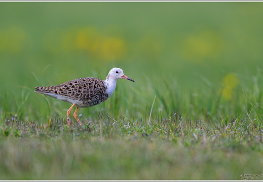 Kampfläufer (Calidris pugnax)