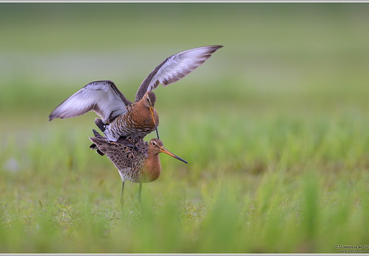 Uferschnepfe (Limosa limosa)
