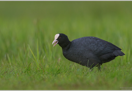 Blässhuhn (Fulica atra)