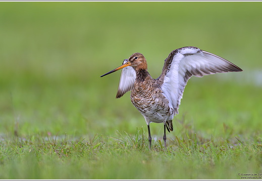 Uferschnepfe (Limosa limosa)