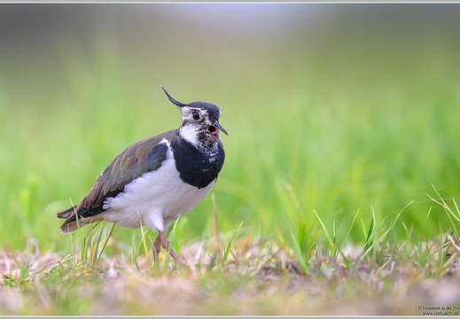 Kiebitz (Vanellus vanellus)