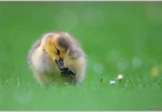 Kanadagans (Branta canadensis)