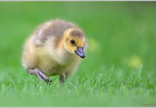 Kanadagans (Branta canadensis)