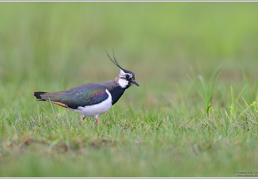 Kiebitz (Vanellus vanellus)