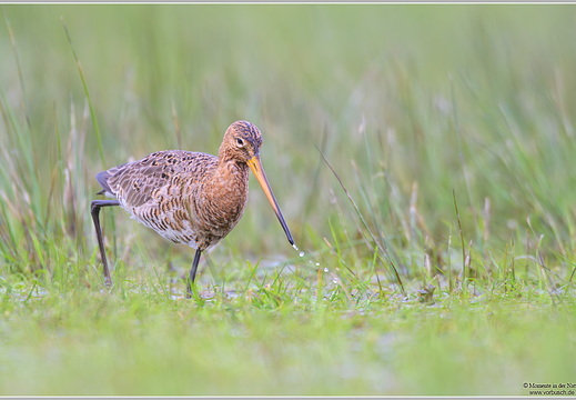 Uferschnepfe (Limosa limosa)