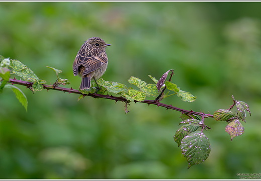 Schwarzkehlchen (Saxicola torquata)