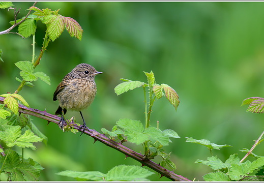 Schwarzkehlchen (Saxicola torquata)