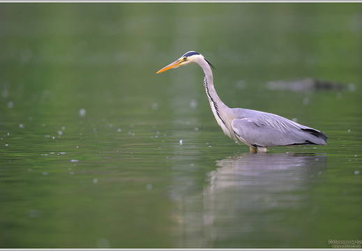 Graureiher (Ardea cinerea)