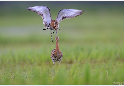 Uferschnepfe (Limosa limosa)