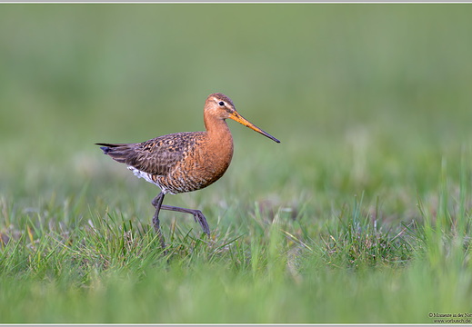 Uferschnepfe (Limosa limosa)
